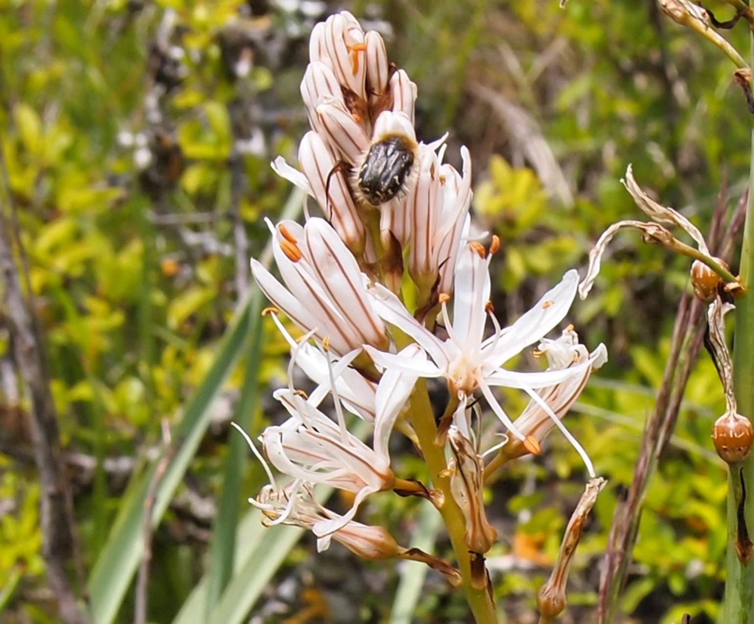 Asphodel, (Cherry)